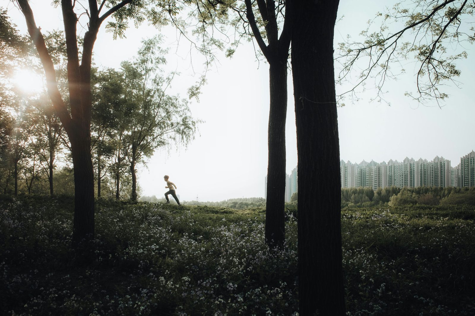 The Case for the Daily Walk